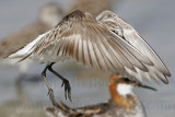 _MG_5587 Semipalmated Sandpiper.jpg