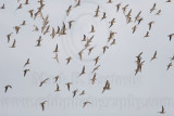 _MG_5901 Semipalmated Sandpiper.jpg