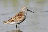_MG_6117 Dunlin.jpg