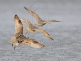 _MG_6063 Marbled Godwit.jpg