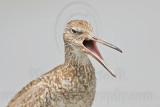 _MG_4157 Willet.jpg