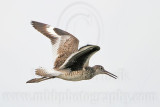 _MG_6352 Willet.jpg