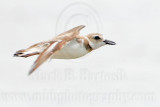 _MG_3801 Wilsons Plover.jpg