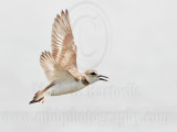 _MG_3802 Wilsons Plover.jpg