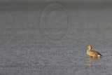 _MG_6782 Fulvous Whistling-Duck.jpg