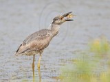 _MG_5181 Yellow-crowned Night-Heron.jpg