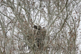 _MG_1995 Bald Eagle.jpg