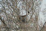 _MG_3546 Bald Eagle.jpg
