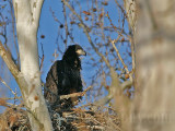 _MG_4483 Bald Eagle.jpg