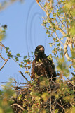 _MG_8760 Bald Eagle.jpg
