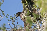 _MG_9017 Bald Eagle.jpg