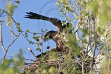 _MG_9020 Bald Eagle.jpg