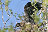 _MG_9028 Bald Eagle.jpg