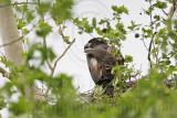_MG_2923 Bald Eagle.jpg