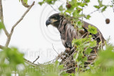 _MG_2982 Bald Eagle.jpg