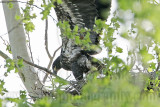 _MG_3587 Bald Eagle.jpg