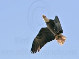_MG_6283 Bald Eagle.jpg