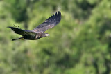 _MG_5825 Bald Eagle - Fledgling.jpg