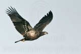 _MG_5832 Bald Eagle - Fledgling.jpg