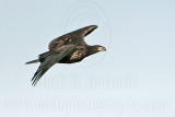 _MG_5835 Bald Eagle - Fledgling.jpg