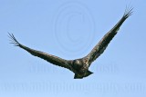 _MG_5864 Bald Eagle - Fledgling.jpg