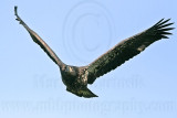_MG_5867 Bald Eagle - Fledgling.jpg