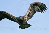 _MG_5870 Bald Eagle - Fledgling.jpg