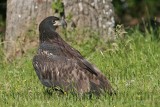 _MG_5948 Bald Eagle - Fledgling.jpg