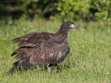_MG_5963 Bald Eagle - Fledgling.jpg