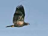 _MG_5983 Bald Eagle - Fledgling.jpg