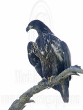 _MG_6386 Bald Eagle - Fledgling.jpg