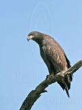 _MG_7226 Bald Eagle - Fledgling.jpg