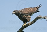 _MG_7246 Bald Eagle - Fledgling.jpg