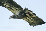 _MG_7347 Bald Eagle - Fledgling.jpg