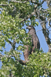 _MG_7871 Bald Eagle - Fledgling.jpg