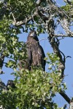 _MG_7879 Bald Eagle - Fledgling.jpg