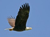 _MG_6457 Bald Eagle.jpg