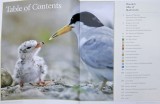 Least Tern HAB book.jpg