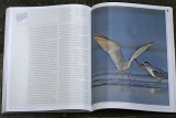 Least Terns HAB book.jpg