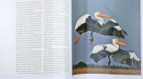 American White Pelican HAB book.jpg