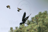 _MG_3668 Cassins Kingbird mobbing Common Raven.jpg
