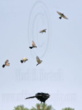 _MG_3701 Cassins Kingbird mobbing Common Raven.jpg