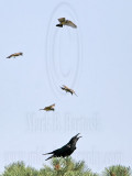 _MG_3706 Cassins Kingbird mobbing Common Raven.jpg