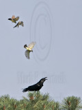 Cassin's Kingbird mobbing Common Raven - Fort Davis, Texas, June 2007