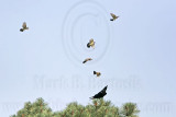 _MG_3713 Cassins Kingbird mobbing Common Raven.jpg
