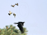 _MG_3729 Cassins Kingbird mobbing Common Raven.jpg