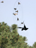 _MG_3731 Cassins Kingbird mobbing Common Raven.jpg