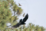 _MG_3733 Cassins Kingbird mobbing Common Raven.jpg