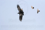 _MG_3760 Cassins Kingbird mobbing Common Raven.jpg