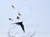 _MG_3765 Cassins Kingbird mobbing Common Raven.jpg